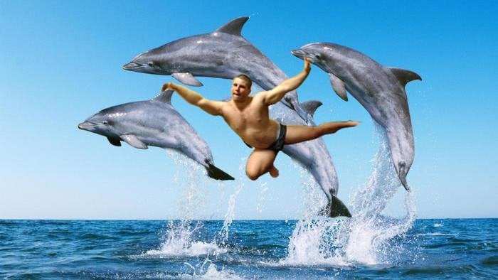 jason dolphins